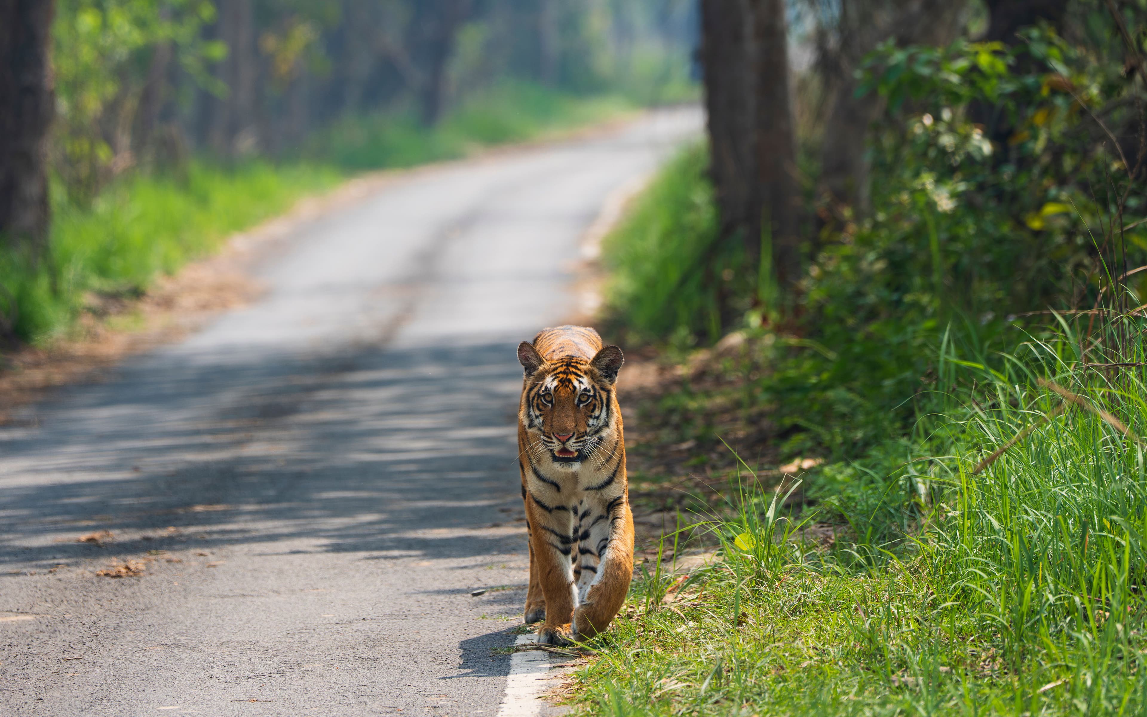 Simlipal National Park